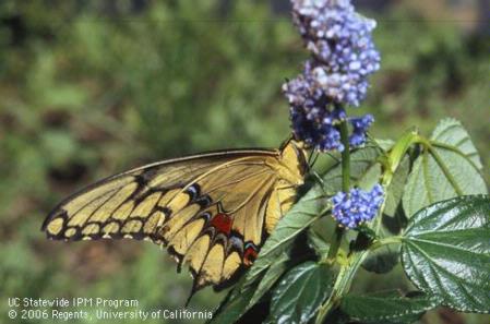 Adult brown and yellow giant swallowtail or orangedog, <i>Papilio cresphontes.</i>